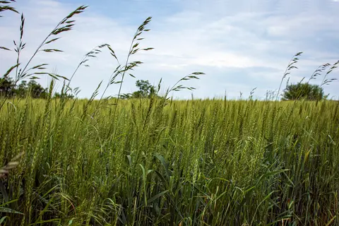 Cover Crop Termination Timing: Match the Kill to the Job