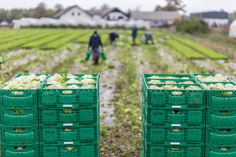 Farm Labour Bottlenecks: How to Plan Around Peak Weeks