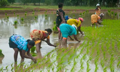India's Agricultural Strength: Global Powerhouse or Work in Progress?