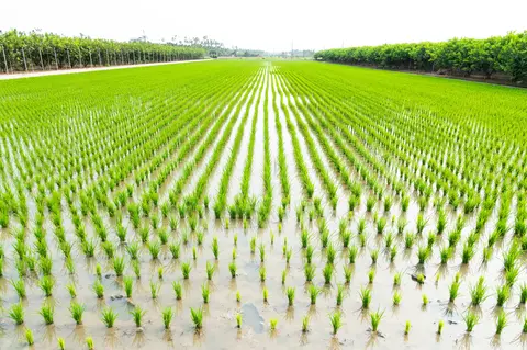 Rice Water Management by Growth Stage: Yield and Quality